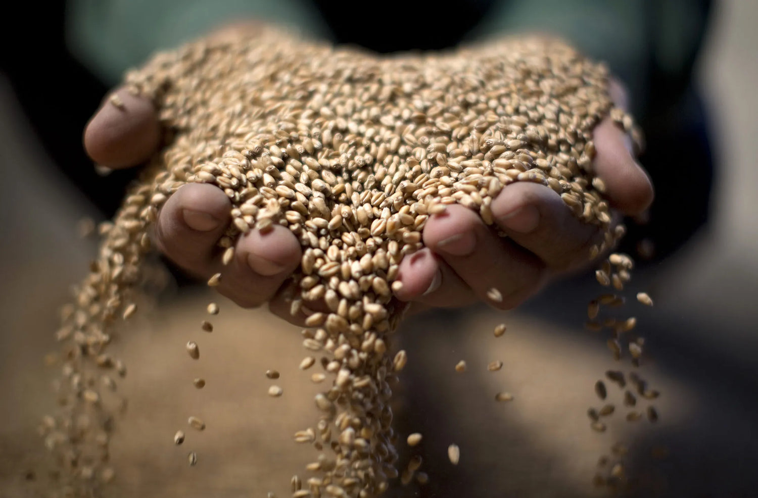 SEEDS